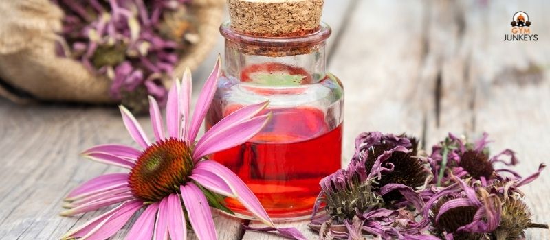 Echinacea Herb and Immunity for muscle growth